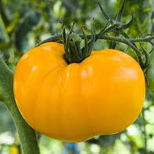 tomate azoychka amarelo.jpg